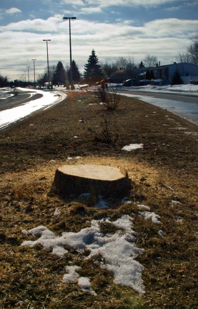 coupe d'arbre