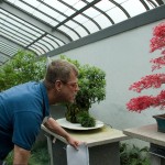 Le Jardin botanique expose ses bonsaïs