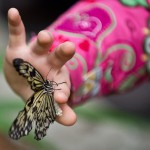 Papillons et photographes