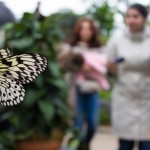 1500 papillons au Jardin Botanique