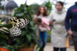 L'exposition Papillons en liberté au Jardin Botanique de Montr