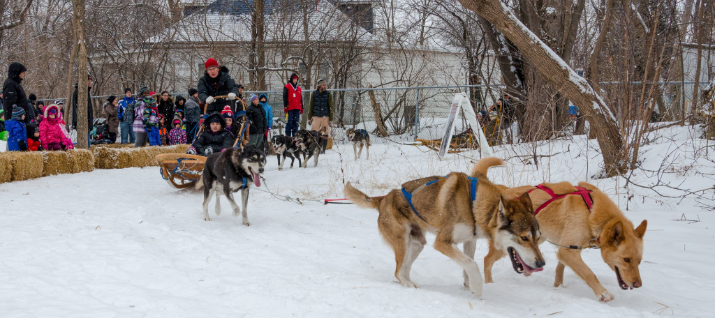 Chien de traîneaux